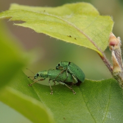 Groene snuitkevers