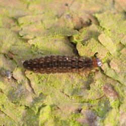 weekschildkever onbekend larve