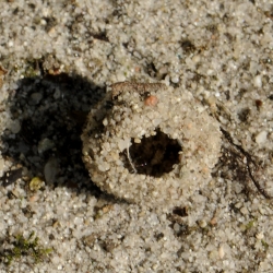 gewone mierenleeuw verpoppingskoker