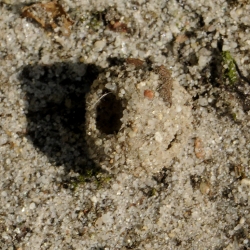 gewone mierenleeuw verpoppingskoker
