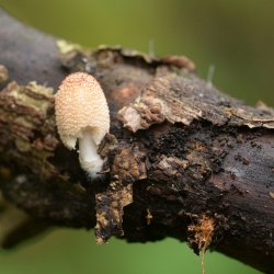 kleine viltinktzwam; het oranjebruine 'pluis' op de hoofdfoto (rechtsonder in beeld) is luchtmycelium (ozonium, voor de mycologen). Het is uitgroeisel van de zwamvlok van één van de inktzwammen