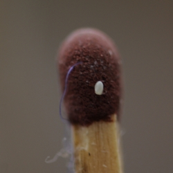 kleine wintervlinder eitje