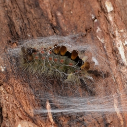 witvlakvlinder spinsel
