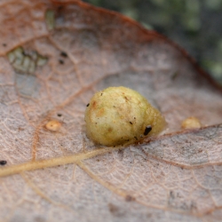 bladwesp Pontania (Eupontania) pedunculi