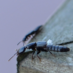 kortschildkevers onbekend