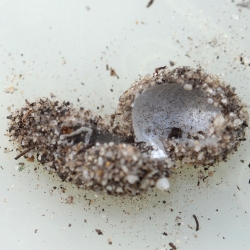 mierenleeuw verpoppingscocons