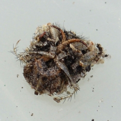mierenleeuw verpopping rest