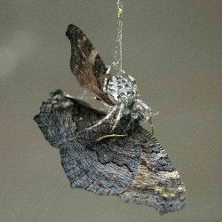 kruisspin met vlinderprooi