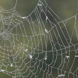 spinnenweb en mist
