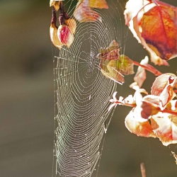 kunstwerk spinnenweb