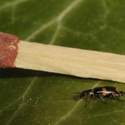 Dubbel gevlekte bastaardweekschildkevers