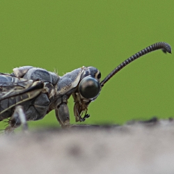 mierenleeuw kop