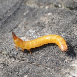 kniptor onbekend larve = ritnaald