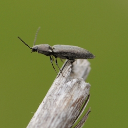 Kniptor - Synaptus filiformis