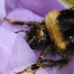 hommel met mijt