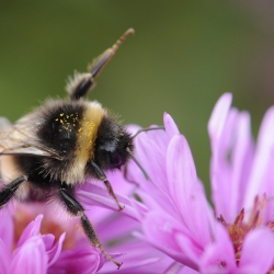 hommel met spin