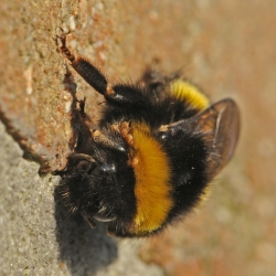hommel met mijten