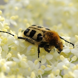 penseelkever