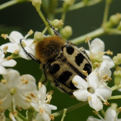penseelkever