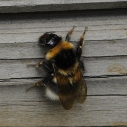 hommel
