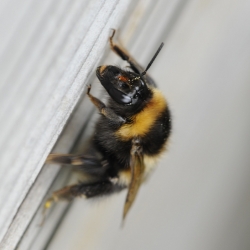 hommel