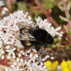 hommel