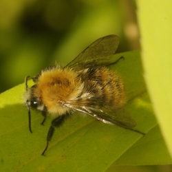 akkerhommel