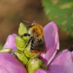 akkerhommel