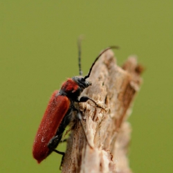 zwartkopvuurkever