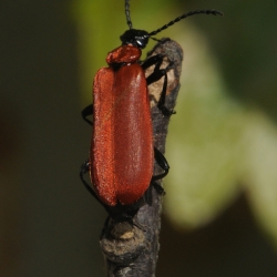 zwartkopvuurkever