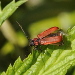 zwartkopvuurkever