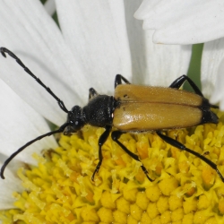 zwarttipsmalboktor