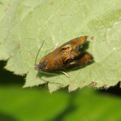geishamotje