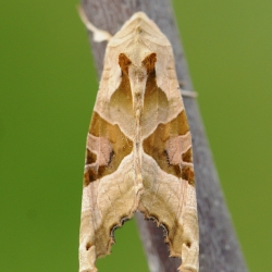 agaatvlinder