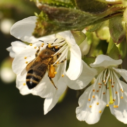 gewone honingbij