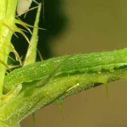rups agaatvlinder