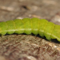 agaatvlinder rups