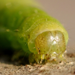 agaatvlinder rups