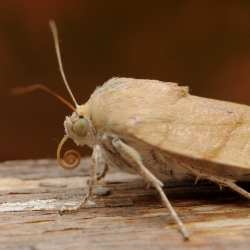 breedbandhuismoeder