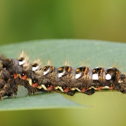 drietand rups