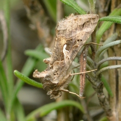 gamma uil