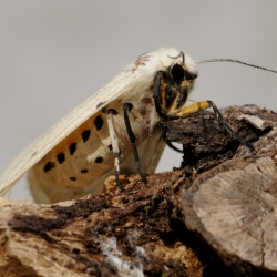 gele tijger vrouw