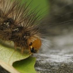 gele tijger rups