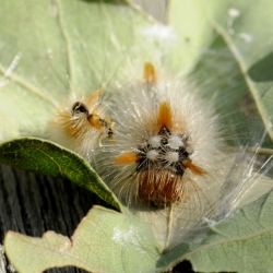 hazelaaruil rups