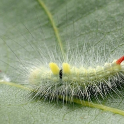 meriansborstel rups