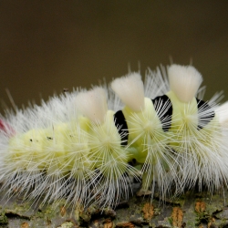 meriansborstel rups