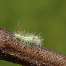 meriansborstel rups