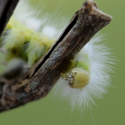 meriansborstel rups