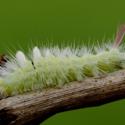 meriansborstel rups