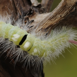 meriansborstel rups